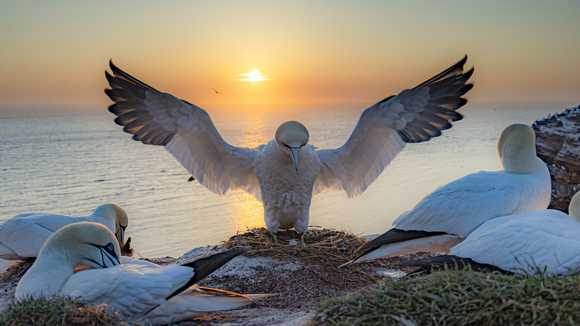 Steffen Faisst (Denmark) Engle